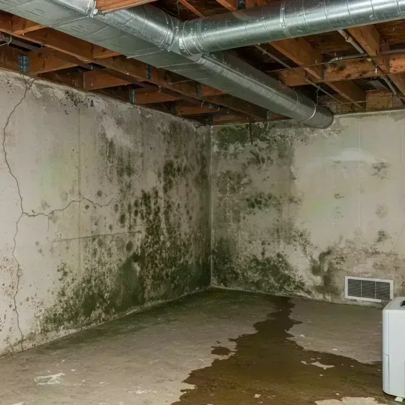 Professional Mold Removal in Tawas City, MI